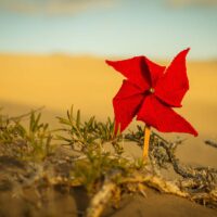 _MV_2694 _MV_2694